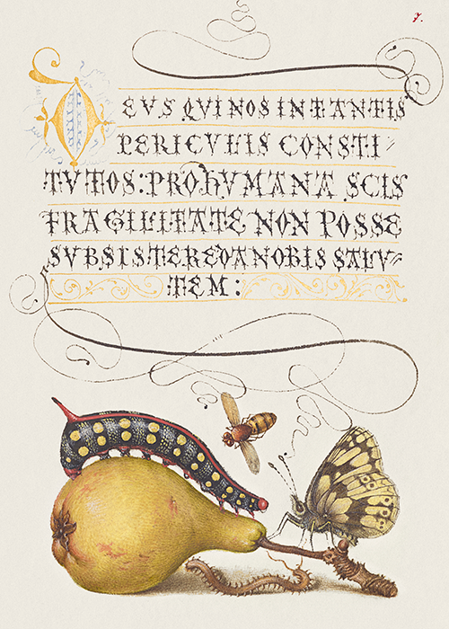 fly, caterpillar, pear, and centipede (1561 1596) georg bocskay joris hoefnagel 