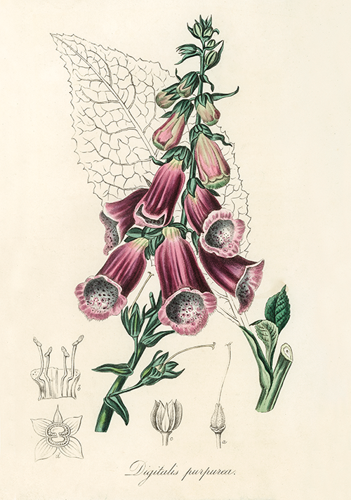 foxglove (digitalis purpurea) (1836) james morss churchill john stephenson 