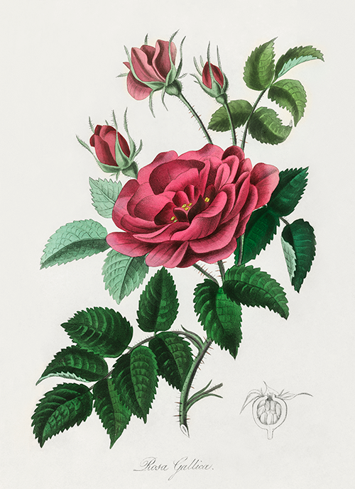 french rose (rosa gallica) (1836) james morss churchill john stephenson 