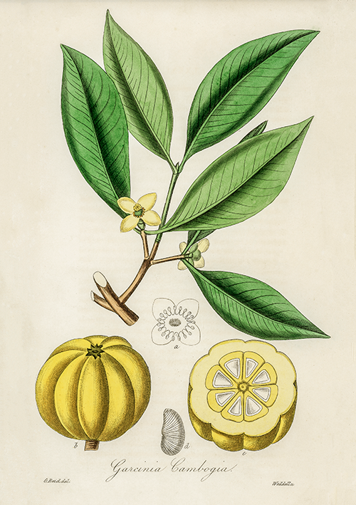 garcinia cambogia (1836) james morss churchill john stephenson 