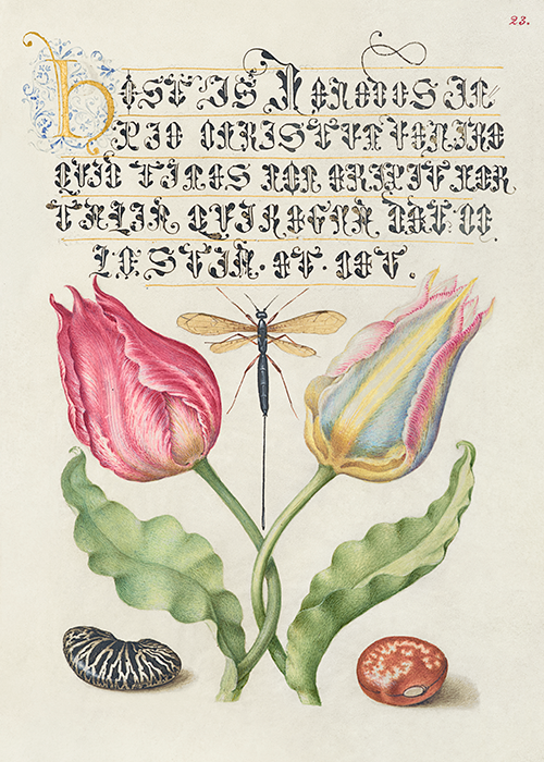 gesner s tulip, ichneumon fly, kidney bean, and scarlet runner bean (1561 1596) georg bocskay joris hoefnagel 