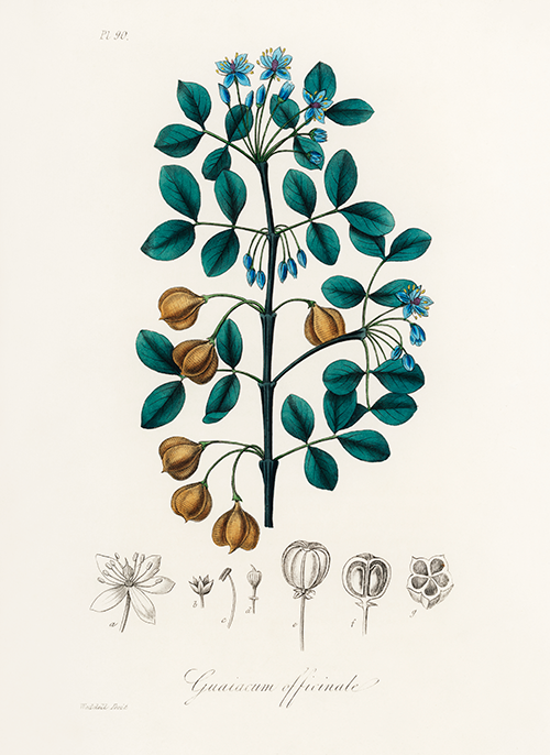 guaiacwood (guaiacum officinale) (1836) james morss churchill john stephenson 