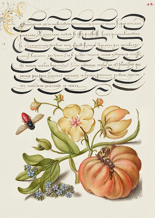 insect, moth mullein, forget me not, and tomato (1561 1596) georg bocskay joris hoefnagel 