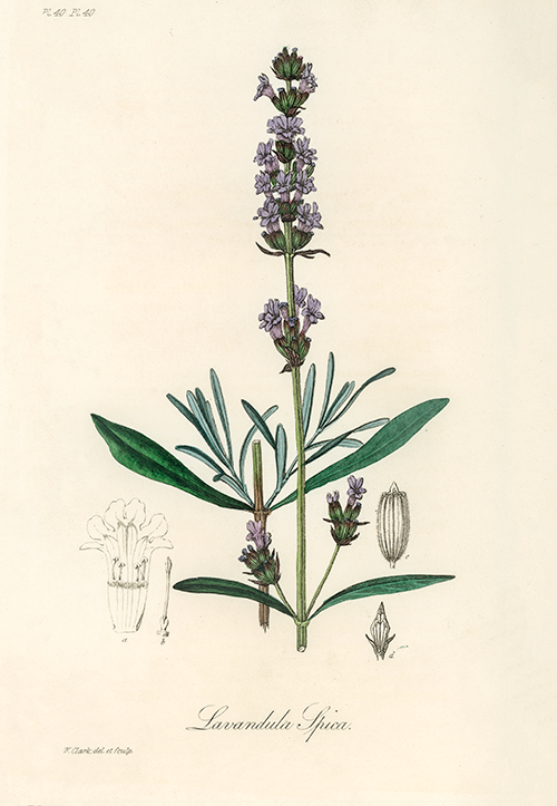 lavender (lavandula ipica) (1836) james morss churchill john stephenson 