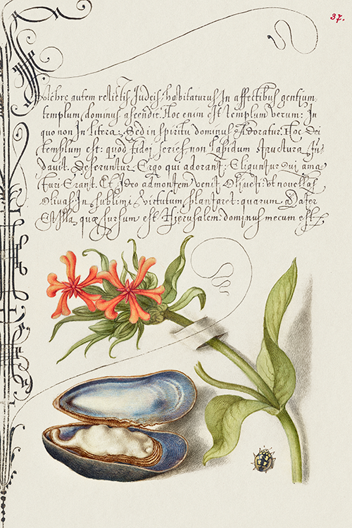 maltese cross, mussel, and ladybird (1561 1596) georg bocskay joris hoefnagel 
