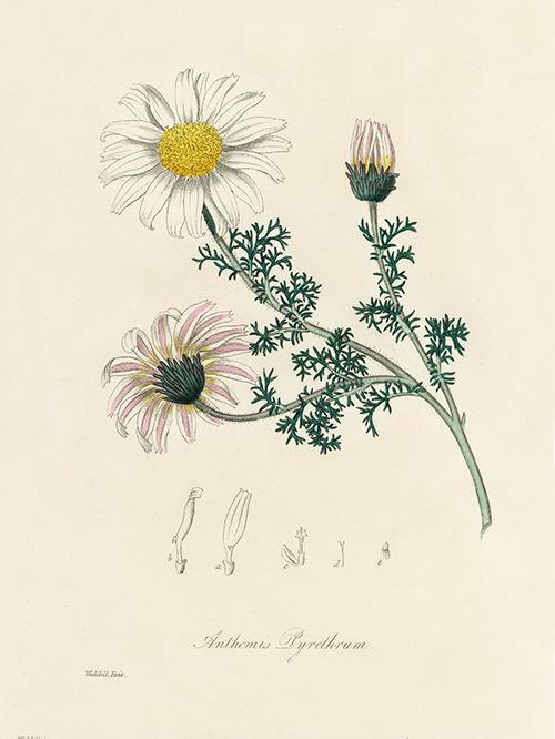 mount atlas daisy (anthemis pyrethrum) (1836) james morss churchill john stephenson 