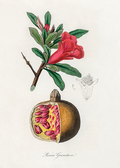 nar the pomegranate (punica granatum) (1836) james morss churchill john stephenson 