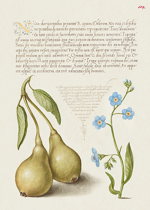 pear and creeping forget me not (1561 1596) georg bocskay joris hoefnagel 