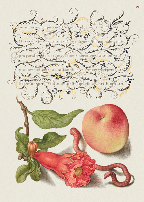 pomegranate, worm, and peach (1561 1596) georg bocskay joris hoefnagel 