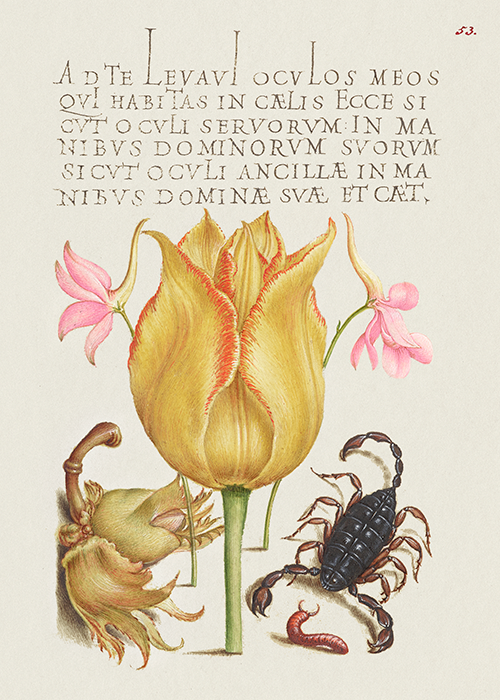 rocket larkspurs, tulip, scorpion, millepede, and european filbert (1561 1596) georg bocskay joris hoefnagel 
