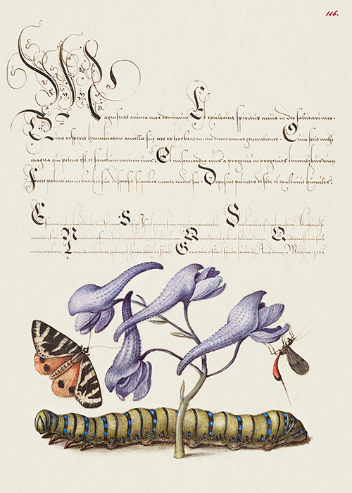 scarlet tiger moth, larkspur, insect, and caterpillar (1561 1596) georg bocskay joris hoefnagel 