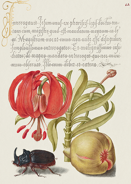 scarlet turk s cap, rhinoceros beetle, and pomegranate (1561 1596) georg bocskay joris hoefnagel 