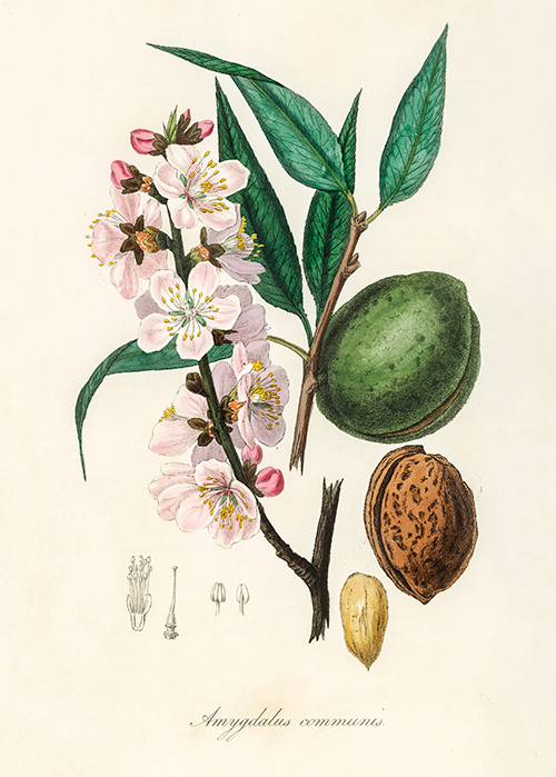 the almond (amygdalus communis) (1836) james morss churchill john stephenson 