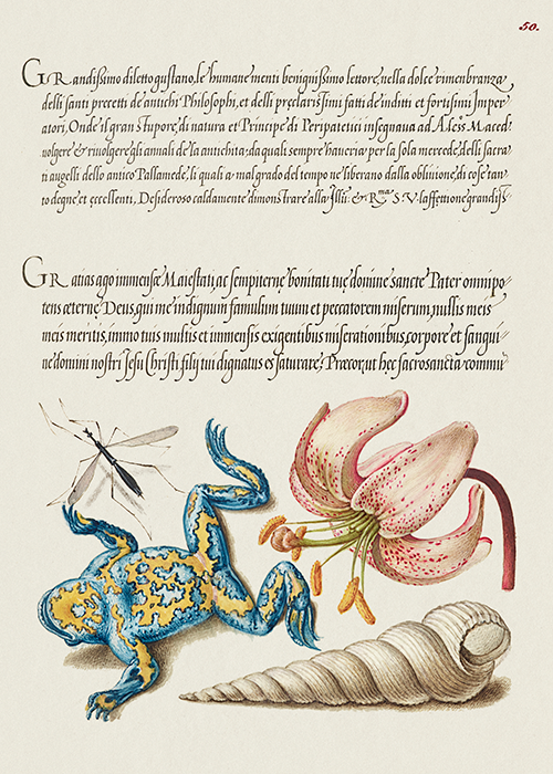 water gnat, martagon lily, yellow bellied toad, and european screw shell (1561 1596) georg bocskay joris hoefnagel 