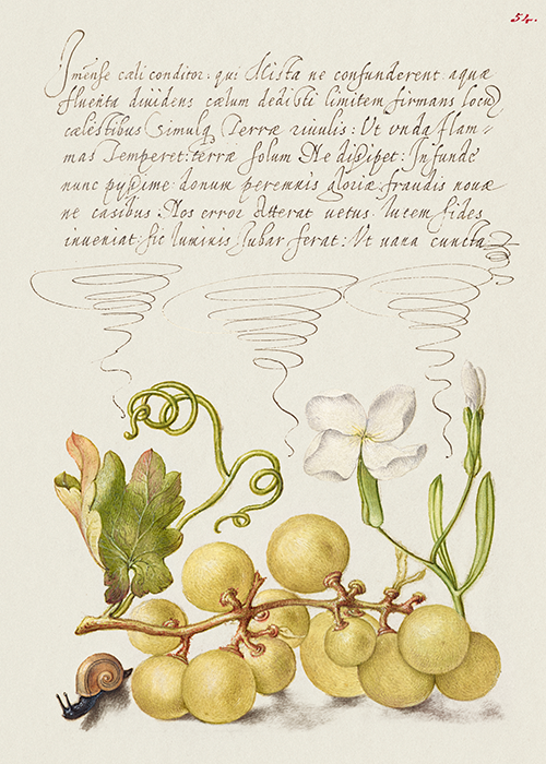 wine grape, gillyflower, and land snail (1561 1596) georg bocskay joris hoefnagel 