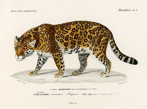 jaguar (panthera onca) universal dictionary of natural history (1892) charles henry dessalines d orbigny 