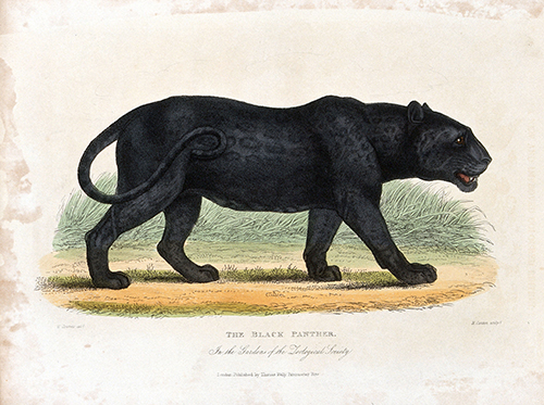 a black panther (zoological society of london) h canton w panormo 