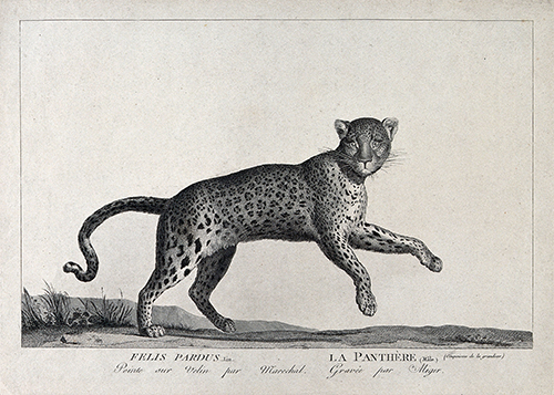 a panther (1808) n maréchal s c miger 