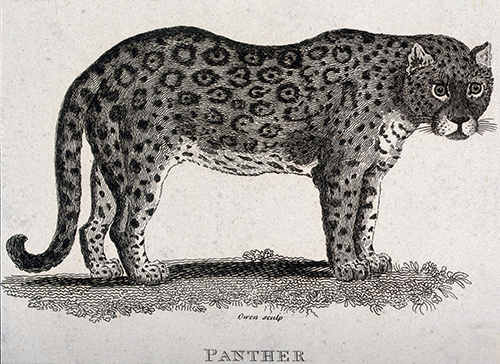 a panther (1808) t owen 