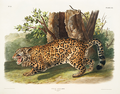 jaguar (felis onca) viviparous quadrupeds of north america (1845) john woodhouse audubon 