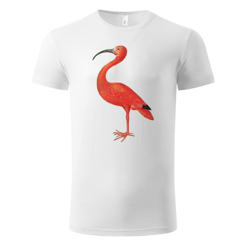 scarlet ibis maria sibylla merian 