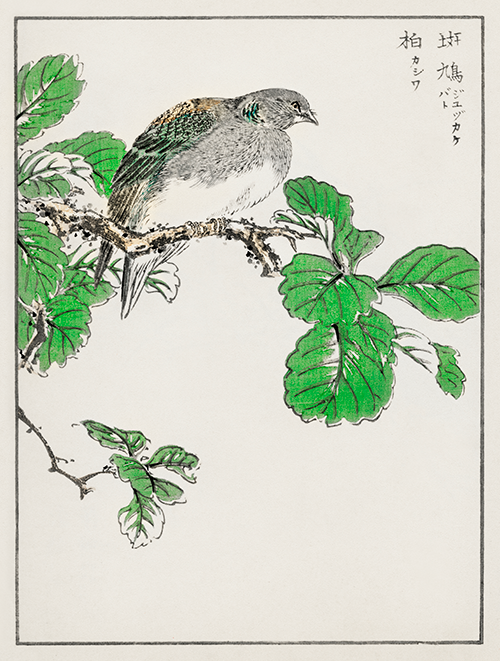 barbary dove and oak tree (1885) pictorial monograph of birds numata kashu 