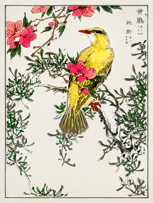 chinese bush warbler and drooping peach (1885) pictorial monograph of birds numata kashu 