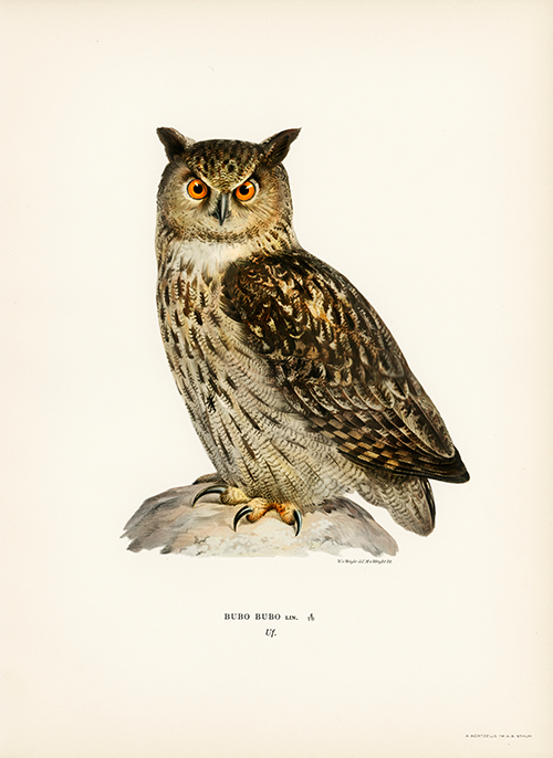 eurasian eagle owl (bubo bubo) (1929) wright brothers 