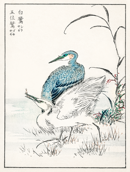 night heron and little egret (1885) pictorial monograph of birds numata kashu 