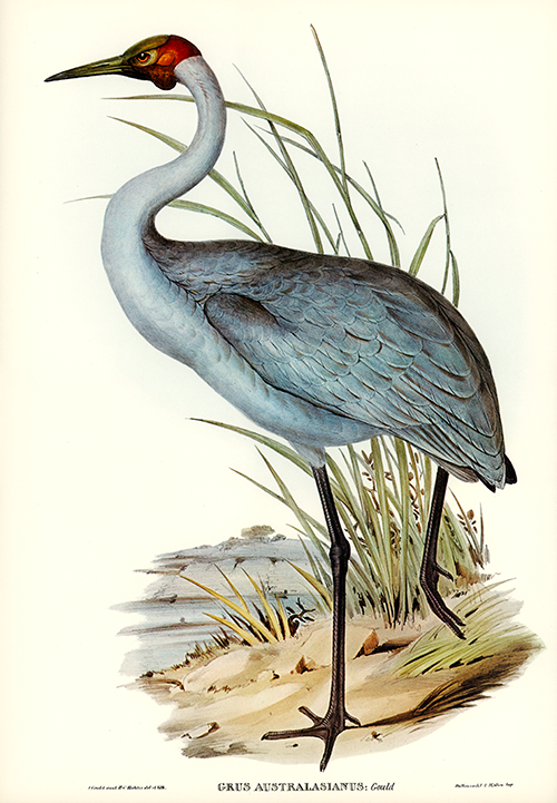 australian crane (grus australasianus) birds of australia (1804 1841) elizabeth gould 