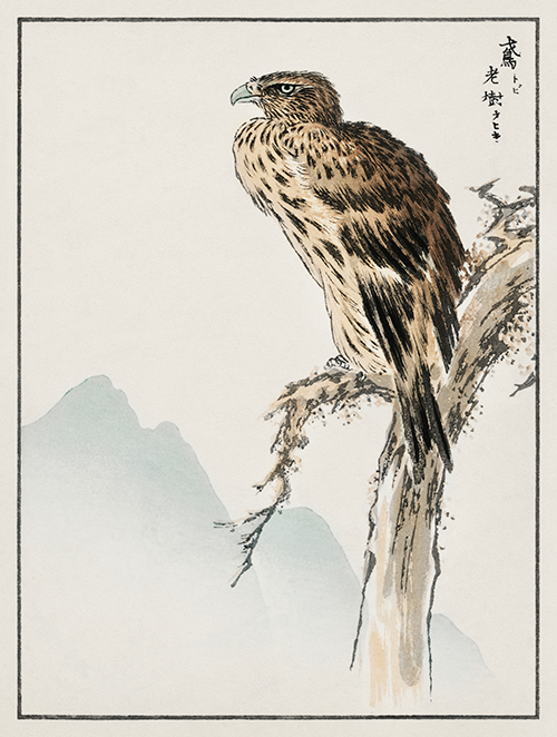 black eared kite (1885) pictorial monograph of birds numata kashu 