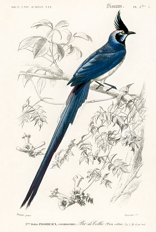 black throated magpie jay (pica colliei) (1806 1876) charles henry dessalines d orbigny 