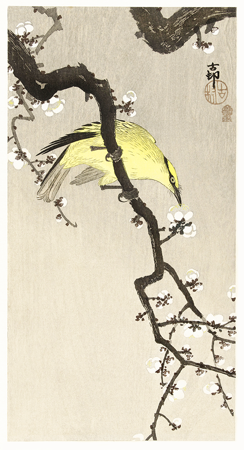 chinese oriole on plum blossom branch (1900 1910) ohara koson 