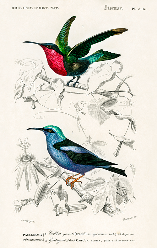 colibri grenat (trochilus granatinus) amp guit guit bleu (cæreba cyanea)(1806 1876) charles henry dessalines d orbigny 