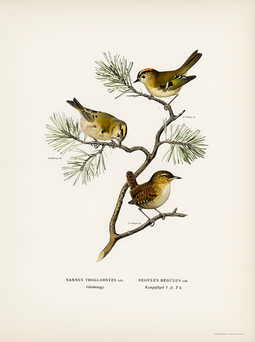 eurasian wren (nannus troglodytes) goldcrest (regulus regulus) wright brothers 