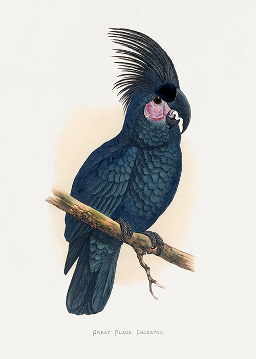 great black cockatoo (probosciger aterrimus) alexander francis lydon 