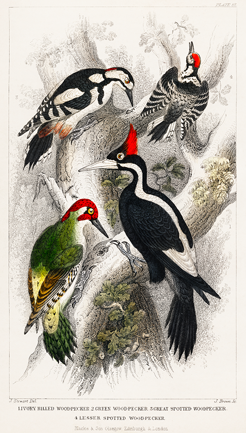 ivory billed woodpecker, green woodpecker, great spotted woodpecker, and lesser spotted woodpecker (1730 1774) oliver goldsmith 