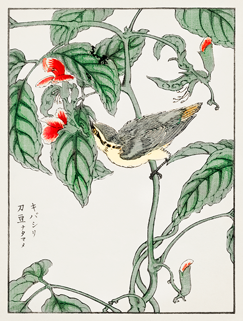 japanese tree creeper and pea (1885) pictorial monograph of birds numata kashu 