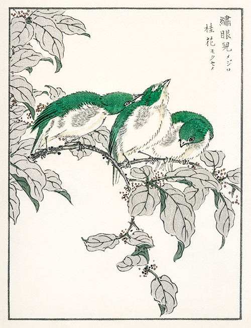 japanese white eye and osmanthus fragrans (1885) pictorial monograph of birds numata kashu 