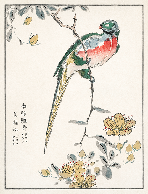 macaw and drooping peach (1885) pictorial monograph of birds numata kashu 