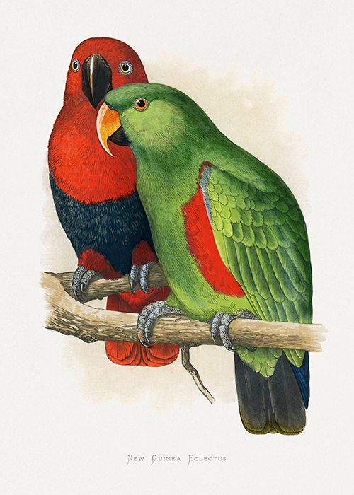 new guinea ecletus (eclectus roratus polychloros) alexander francis lydon 