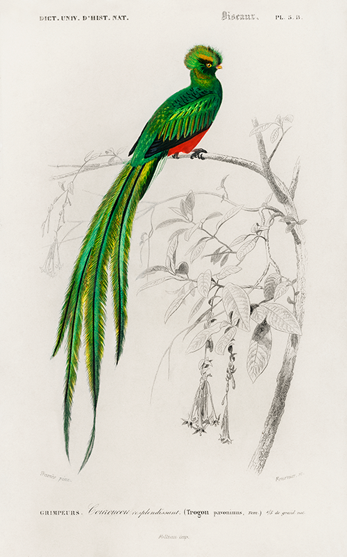 pavonine quetzal (pharomachrus pavoninus) (1806 1876) charles henry dessalines d orbigny 