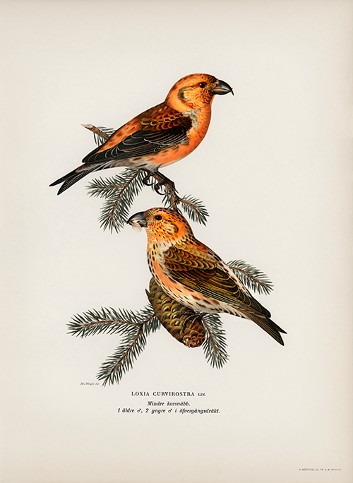 red crossbill (loxia curvirostra bird) wright brothers 