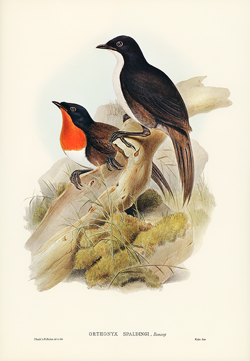 spalding s orthonyx (orthonyx spaldingi) birds of australia (1804 1841) elizabeth gould 