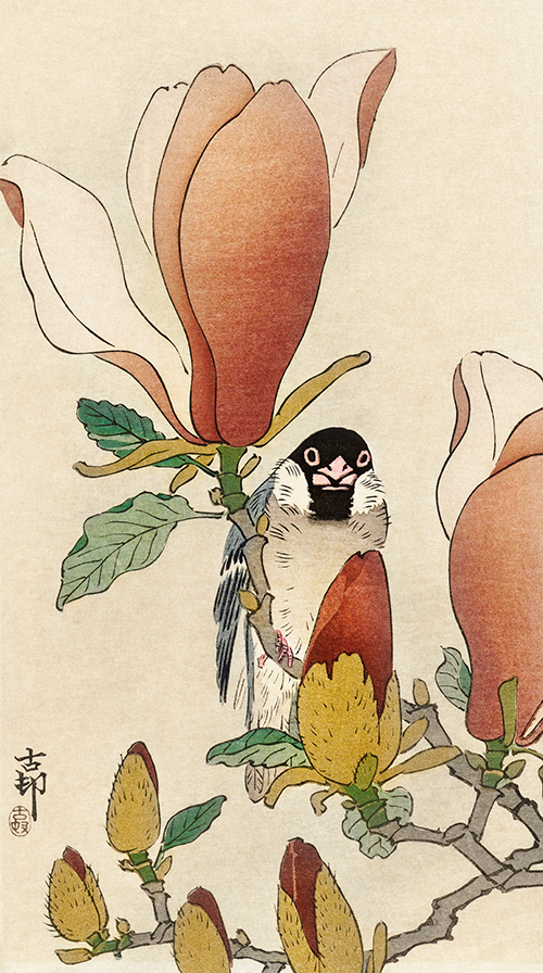 sparrow on blooming magnolia branch (1900 1930) ohara koson 