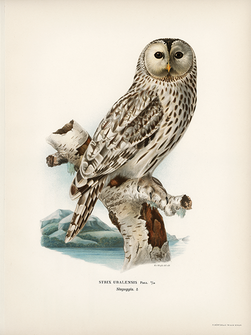 strix uralensis (1929) wright brothers 