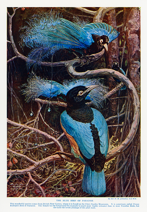 the blue bird of paradise (1858 1927) henry hamilton johnston 