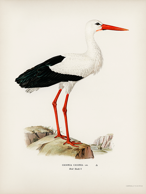 white stork (ciconia ciconia) wright brothers 