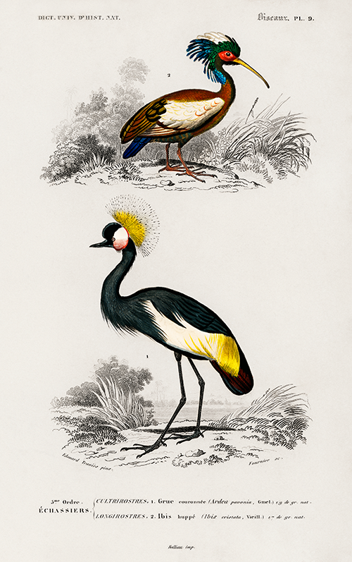 black crowned crane amp madagascar ibis (1806 1876) charles henry dessalines d orbigny 