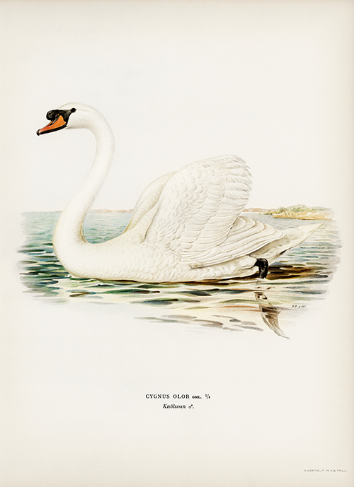 mute swan male (cygnus olor) wright brothers 